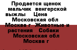 Продается щенок( мальчик )венгерской выжлы  › Цена ­ 35 000 - Московская обл., Москва г. Животные и растения » Собаки   . Московская обл.,Москва г.